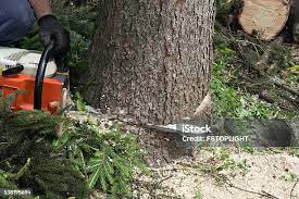 Best Palm Tree Trimming  in Holly Springs, MS